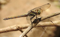 Orthetrum glaucum