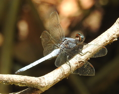 Orthetrum glaucum