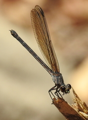 Euphaea lara