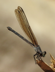 Euphaea lara