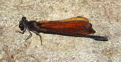 Euphaea lara