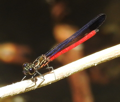 Rhinocypha pagenstecheri