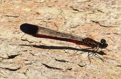 Rhinocypha pagenstecheri