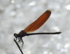 Euphaea lara