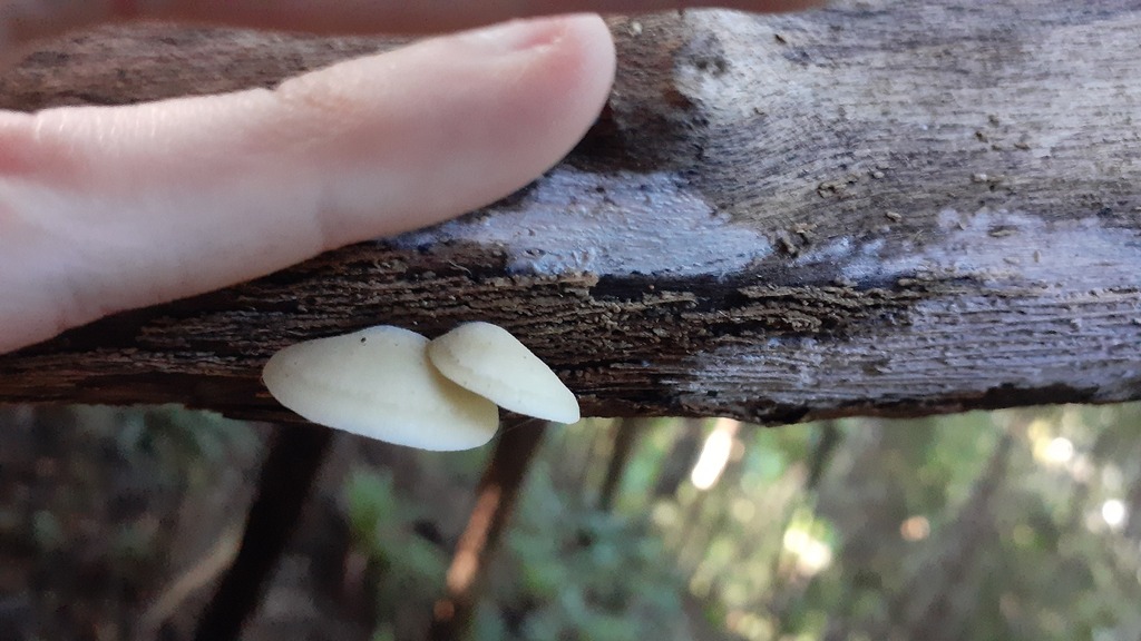 Conchomyces bursiformis · May 2025 · photo: © aardvark04 (iNaturalist, cc0)