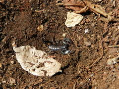 Euscorpius concinnus