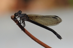 Euphaea lara