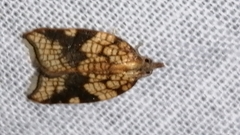 Acleris rhombana