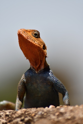 Kenyan Rock Agama