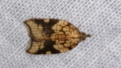 Acleris rhombana