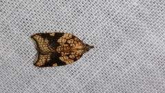 Acleris rhombana