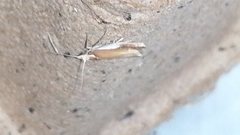 Ypsolopha parenthesella