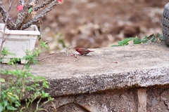 Lagonosticta senegala