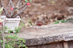 Lagonosticta senegala