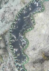 Tridacna derasa