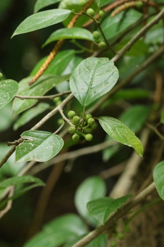 Ficus hederacea observed 2025-04-27