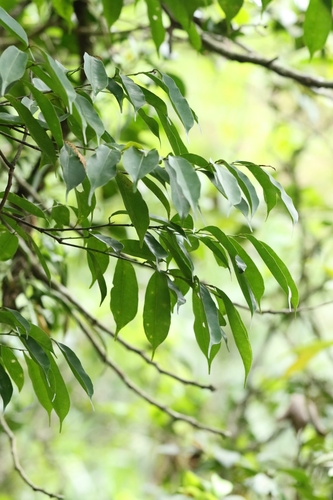 Image of Star Apple (Donella lanceolata) by no rights reserved