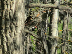Dendrocopos leucotos