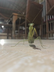 Sphodromantis