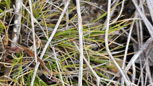 Image of Schoenus breviculmis by (c) Rosalie Lawrence, some rights reserved (CC BY)