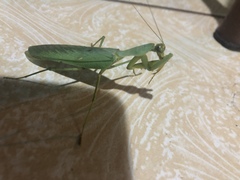 Sphodromantis