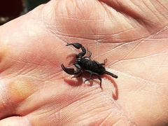 Euscorpius concinnus