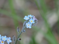 Myosotis sylvatica