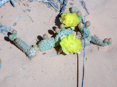 Opuntia aurea