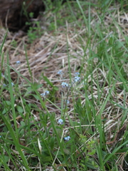 Myosotis sylvatica