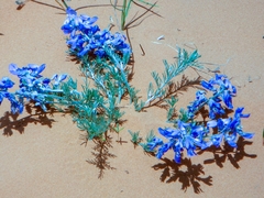 Sophora stenophylla