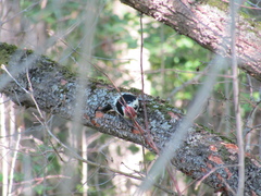 Dendrocopos leucotos