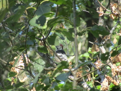 Dendrocopos leucotos