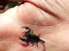 Euscorpius concinnus