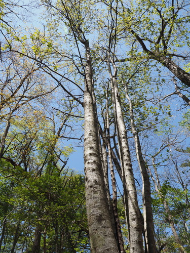 Pillar Apple (Macromeles tschonoskii)