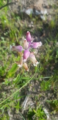Lachenalia pallida