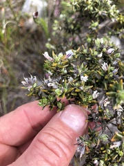 Amphithalea speciosa