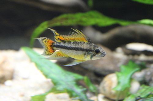 Cockatoo dwarf cichlid (Apistogramma cacatuoides) — Cichlidae — 3