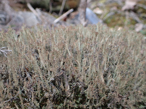Cladonia