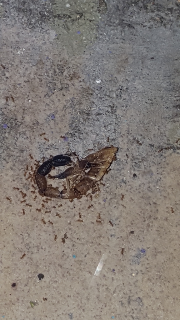 Tityus michelii