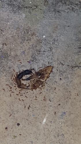 Tityus michelii