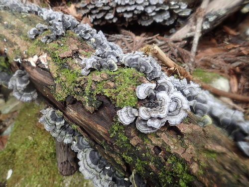 Trametes versicolor
