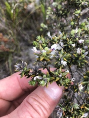 Amphithalea speciosa