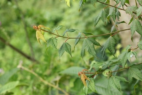 Acer tutcheri, photograph 5