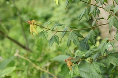 Acer tutcheri, photograph author not stated, no rights reserved