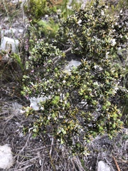 Amphithalea speciosa