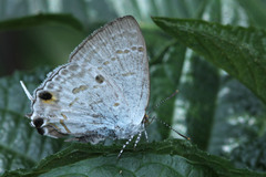 Hypolycaena