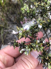 Amphithalea speciosa