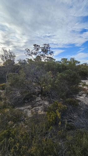 desert Hakea (Hakea mitchellii)