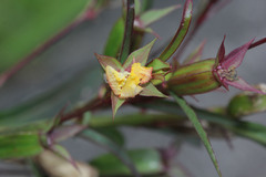 Ludwigia perennis