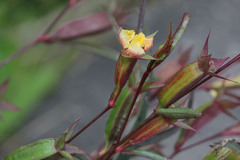 Ludwigia perennis